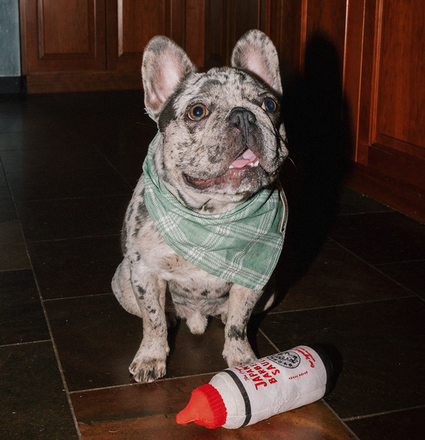 Squeaky Sauce Dog Toy Bachan's